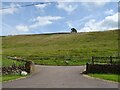 Hillside grazing, Wolf Dale