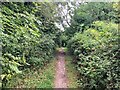 Woodland Path on Wold Hill near Cotgrave