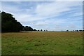 Field west of Thorner Lane