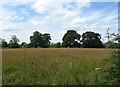 Grassland, Lyme Green