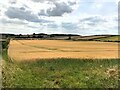 Rolling Farmland and Fields