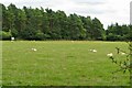 Sheep by Glympton Wood