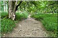 Dry stream bed in Kingswood Bottom