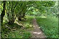 Footpath through Kingswood Bottom