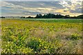 Copse by Newbarn Farm