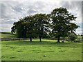 Field at Wheelbirks Farm