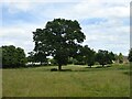 Grazing and woodland, Tytherington