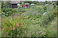 Flowers and Sheds