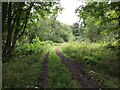 Track into Gorthy Wood