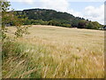 Barley, Abernyte