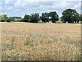 Field of wheat