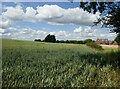 Wheatfield on the edge of Sudborough