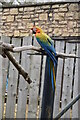 Macaw, Birdworld