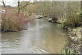 River Windrush, Birdworld