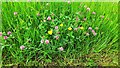 Clover and buttercup on road verge near Nova Scotia