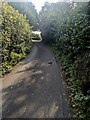 Hedge-lined part of Back Road, Catbrook, Monmouthshire