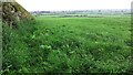 Footpath beside hedgerow through field from Rosewain towards A596 near Micklethwaite