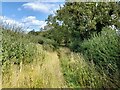 Overgrown lane