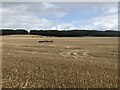 Wheat and stubble, Arns