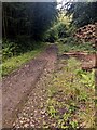 Woodland track past a stack of logs, Monmouthshire