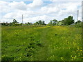 Footpath through a field with buttercups