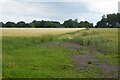 Footpath through a field of barley