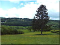 Field west of Nether Padley