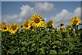 Sunflowers