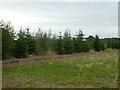 Christmas trees growing at Perton Farm Shop