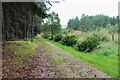 Wooded track to Ballintian