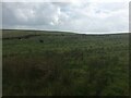 Field with cows near Garthmoel