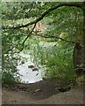 Swans, Dearne Valley Country Park, Barnsley