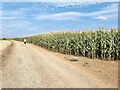 Field of maize and farm road at Park House Farm