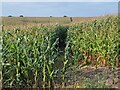 Bridleway through a field of maize