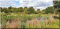 Firs Farm Wetlands