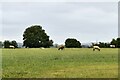 Sellindge: Field with grazing sheep