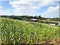 Maize Field near Eliment Hill Farm