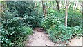 Footpath heading north in Bill Wood towards Carr Bottom Road