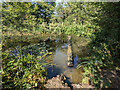 Pond, Bransland Wood