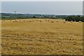 Stubble field and straw rolls