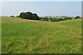 Pasture and copse near Over Worton