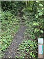 Footpath up to Lincoln Hill, Ironbridge Gorge