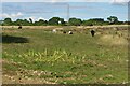 Grazing horses by London Road