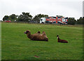 Bactrian Camel and Alpaca, Mainsgill Farm