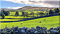 View to Dodd Fell