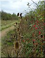 Leybourne Lakes Country Park