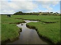 Cow on the salt marshes near Annan Waterfoot