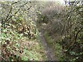 Twisting little footpath in a hilly copse below Haughmond Hill