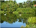 Swans on Doffcocker Lodge