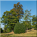 Group of trees in Horniman Museum and Gardens